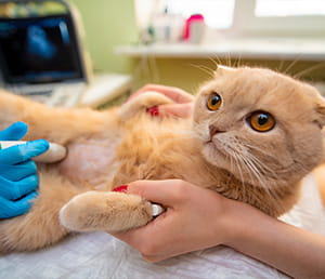 An orange Scottish Fold cat lying on its back while receiving an abdominal ultrasound; one hand with a blue glove maneuvers the probe while another person gently holds it still