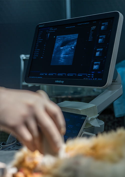 Monitor of a Mindray professional ultrasound machine showing a real-time diagnostic scan; in the foreground, a blurred hand maneuvers the probe on an animal's body