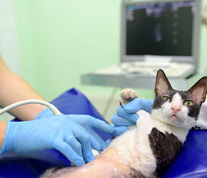 A black and white cat undergoing a veterinary ultrasound by an operator with blue gloves, with the diagnostic monitor visible in the background