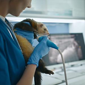 A veterinarian in a blue uniform holds a ferret while performing an ultrasound using a probe, with radiographic images displayed on a screen behind her