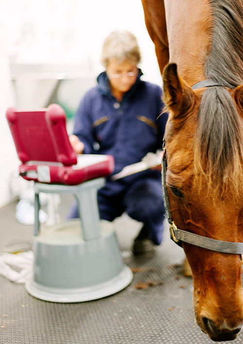 Close-up shot of a bay horse's face with a dark mane in the foreground. In the background, out of focus, a person in a blue uniform is reading in front of a red briefcase