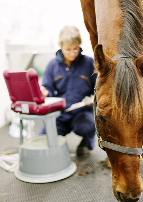 Close-up shot of a bay horse's face with a dark mane in the foreground. In the background, out of focus, a person in a blue uniform is reading in front of a red briefcase