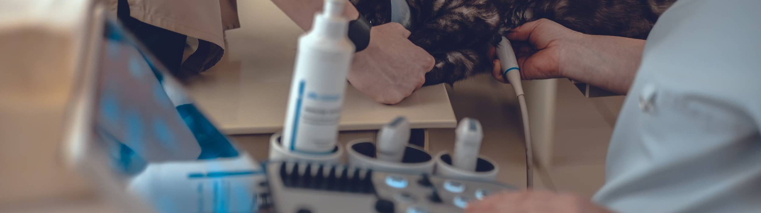 A veterinarian uses an ultrasound probe on a tortoiseshell cat held by a colleague; in the foreground, a professional ultrasound console with backlit buttons and monitor